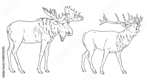 Deer and moose illustration. Large herbivores for coloring book. Wild animals drawing.	 photo