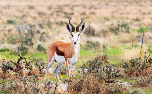 springbok antelope looks photo