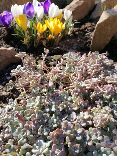 Cape Blanco Sedum crawling sideways with gray and blue small leaves on the background of a garden Alpine slide and a Czech rolling pin and a bouquet of blooming multicolored crocuses