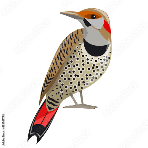 Bird - Northern Flicker isolated on a white background. Woodpecker bird, a symbol of Alabama. Bright image in cartoon style. Vector.
