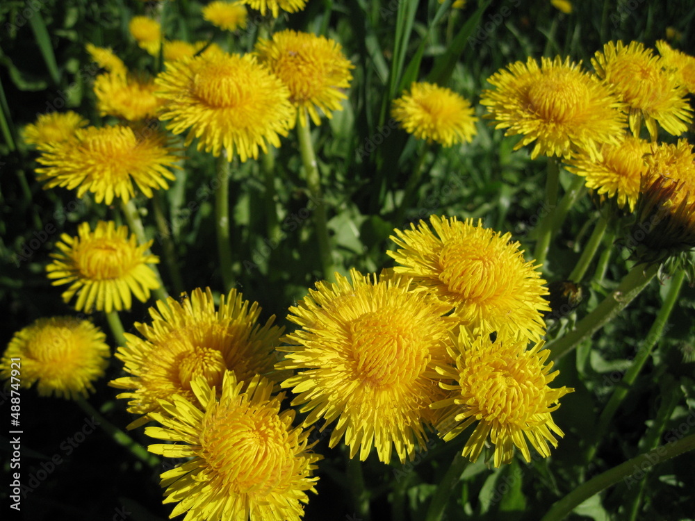 Dandelions Dandelions