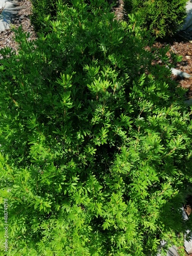 Cuadro en lienzo delicate openwork foliage of Potentilla fruticosa Lovely Pink