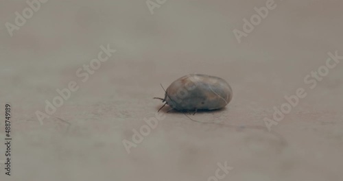 The tick crawls across the floor. Bloodsucking parasite. Vile insect that spreads diseases photo