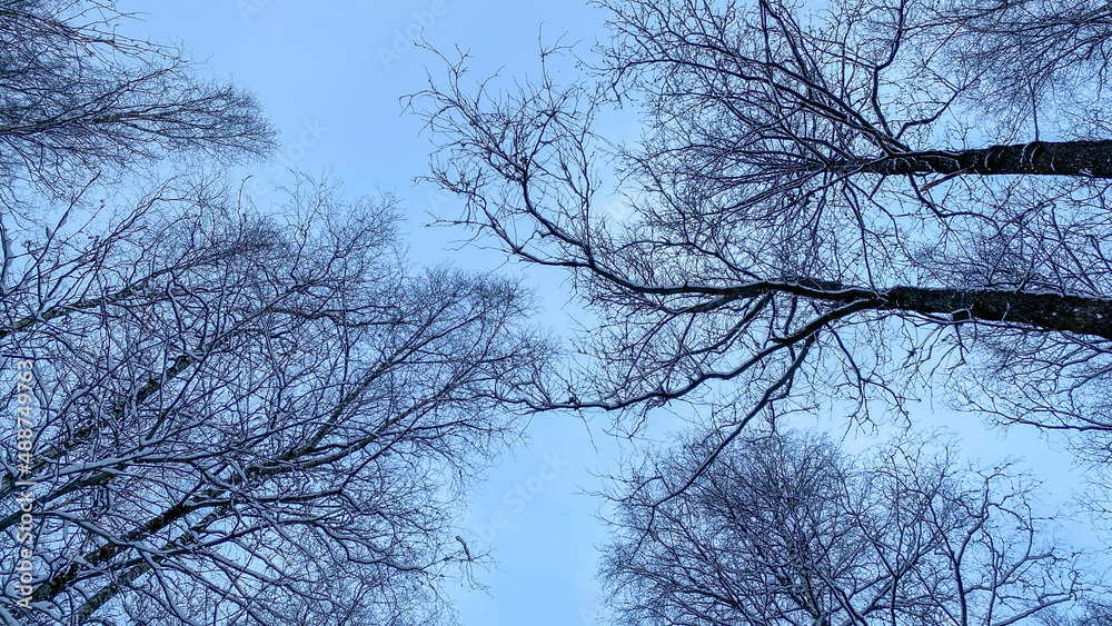 Obraz premium Winter treetops look up to the sky. Trees bottom view. Blue sky.