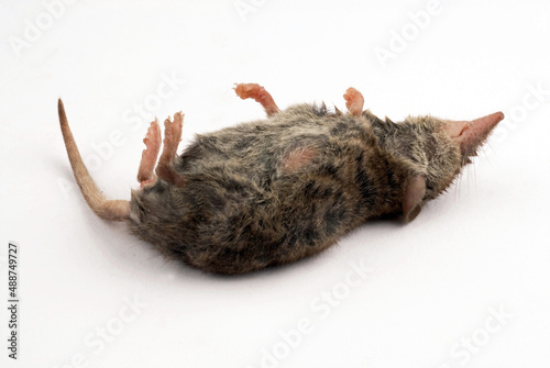 Fotografía Studio photo of a shrew on a white background.