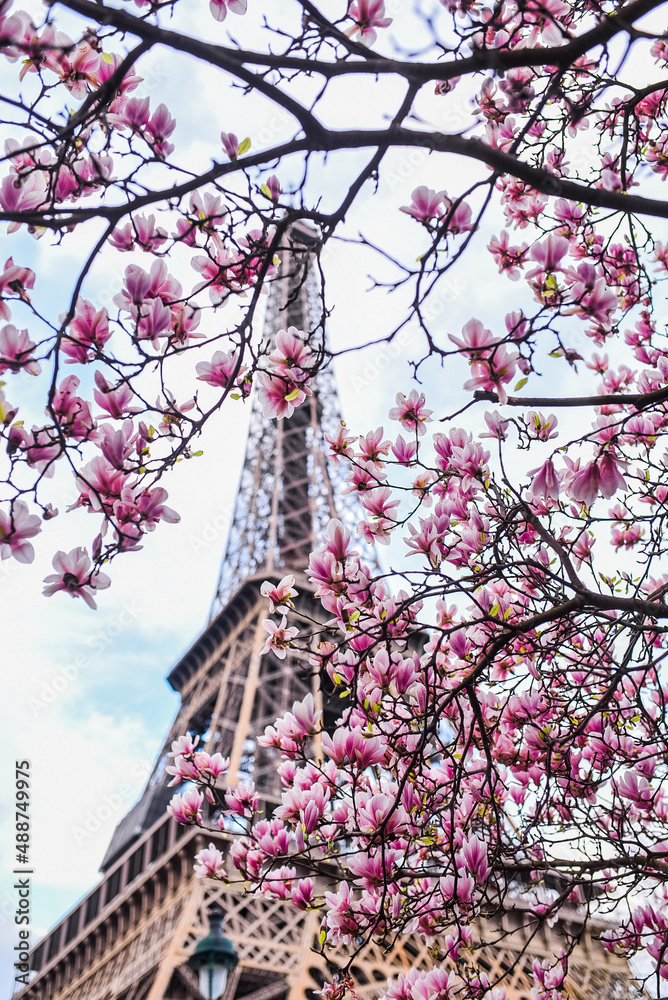 Magnolia blossom in spring  in Paris France