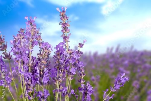 Lavender bright blooming flowers in color of the year 2022 blue very peri  nature