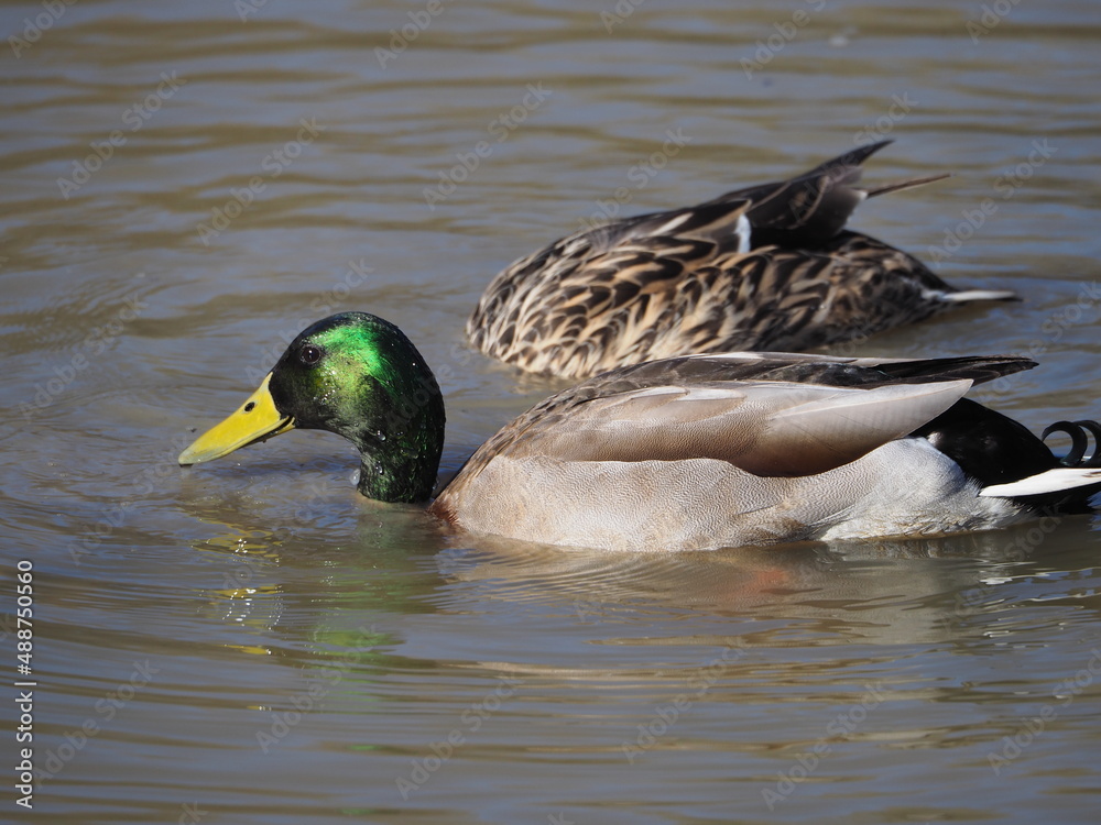 Obraz premium male mallard duck feeding with underwater female