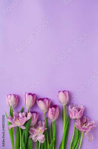 Pink tulips on a purple background