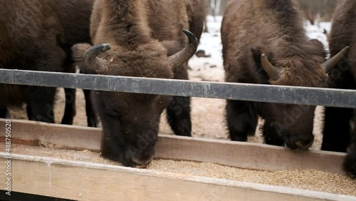 Herd of horned bison eating hay from a feeder in a nature reserve. Winter forest. Close up shot.