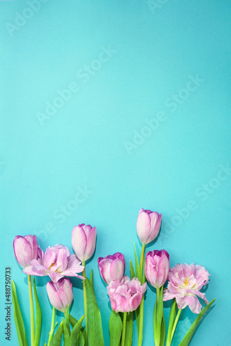 Fototapeta Naklejka Na Ścianę i Meble -  Pink tulips on a blank sea green (teal) carton background