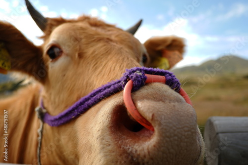 Friendly red cow