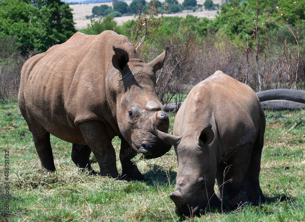 Obraz premium White rhino cow and calf, Reitvlei Nature Reserve, Gauteng.