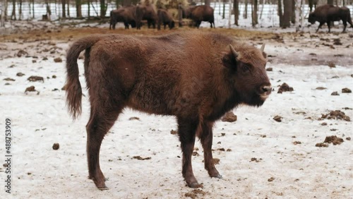 american bison