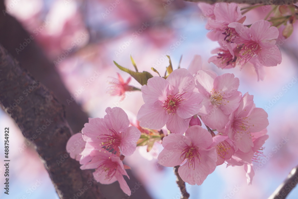 Fototapeta premium 桜