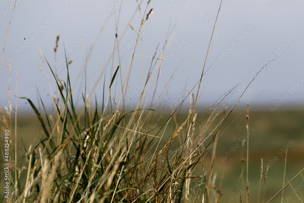 Gras in den Dünen Gras in den Dünen