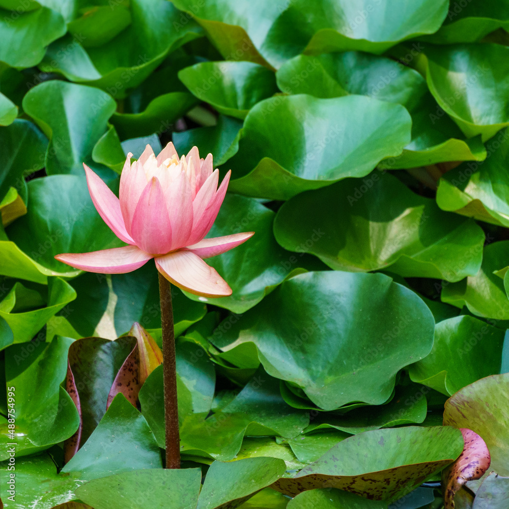 Magic big bright pink water lily or lotus flower Perry's Orange Sunset in pond. Beautiful Nymphaea rises above spotted leaves in water. Flower landscape for nature wallpaper Magic big bright pink water lily or lotus flower Perry's Orange Sunset in pond. Beautiful Nymphaea rises above spotted leaves in water. Flower landscape for nature wallpaper