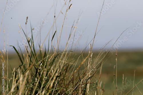 Gras in den Dünen