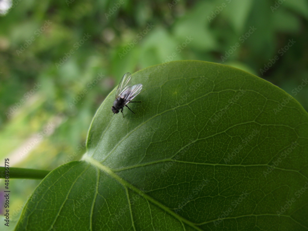 Fly on the green leaf in nature Fly on the green leaf in nature
