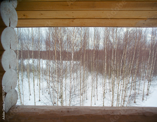 birch trees forest © vectorass