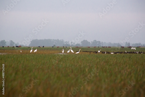 Garzas