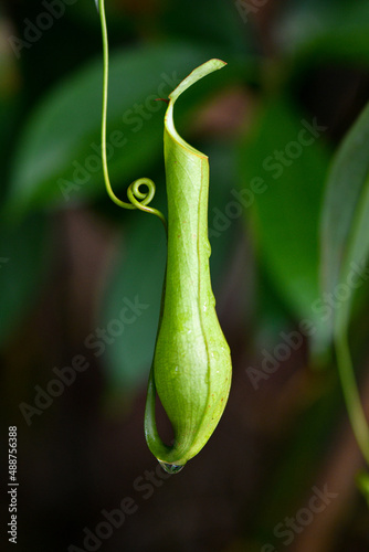 Pitcher Plant hanging in tropical rainforest photo