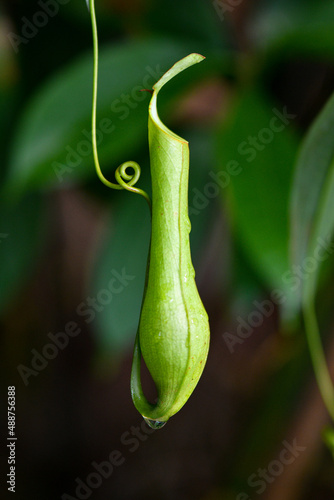 Pitcher Plant hanging in tropical rainforest