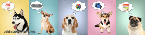 Photography Cute dogs dreaming about pet accessories on color background