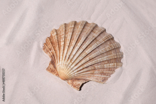 sea shell on the sand with copy space for your text
