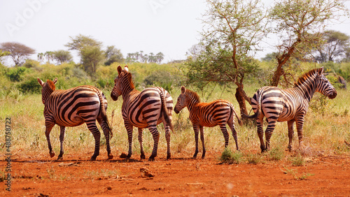 Family of rare endangered grevy zebra in Meru national park in Kenya 