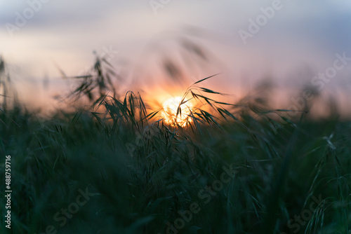 Sunset in the field. Nature at dusk. Green grass in the setting sun. landscape background
