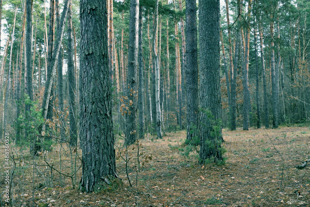 Obraz premium Early spring in the forest