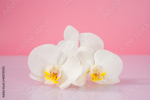 orchid flowers on a pink background, space for text, background 