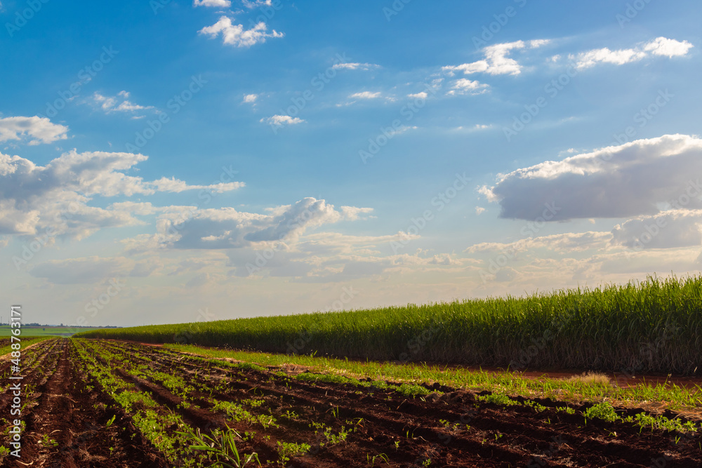 Sugarcane plantation farm with cinematic sky full of clouds and sunset. Farm field at sunny day.