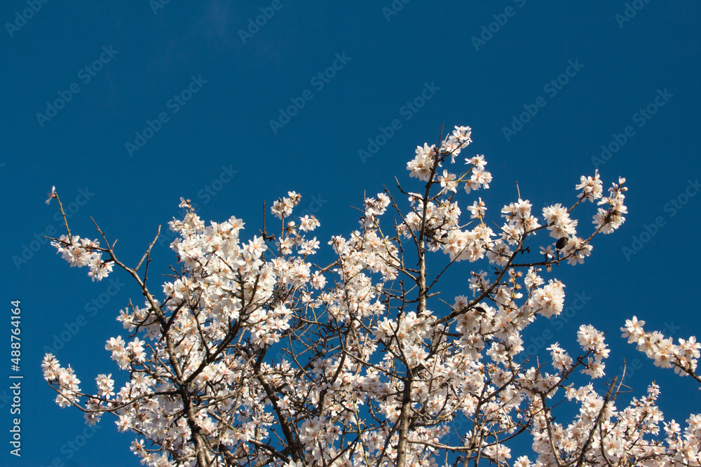 Almond trees in bloom against the blue sky. White flowers in spring. Selective focus. Copy space. Almond trees in bloom against the blue sky. White flowers in spring. Selective focus. Copy space.