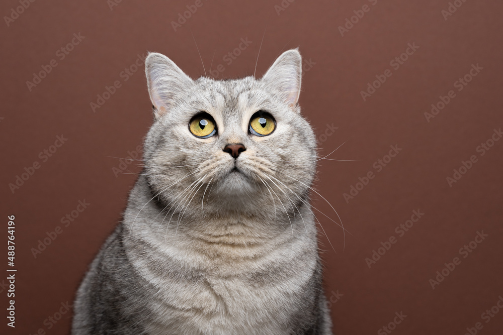 fluffy british shorthair cat with yellow eyes portrait on brown background looking up curiously fluffy british shorthair cat with yellow eyes portrait on brown background looking up curiously