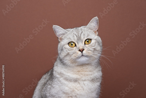 cute british shorthair cat with yellow eyes looking at camera slightly tilting head portrait on brown background with copy space © FurryFritz