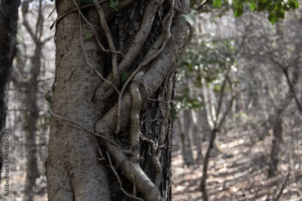 Tree bark surrounded by vine trunk. Magic tree. Selective focus. Copy space.