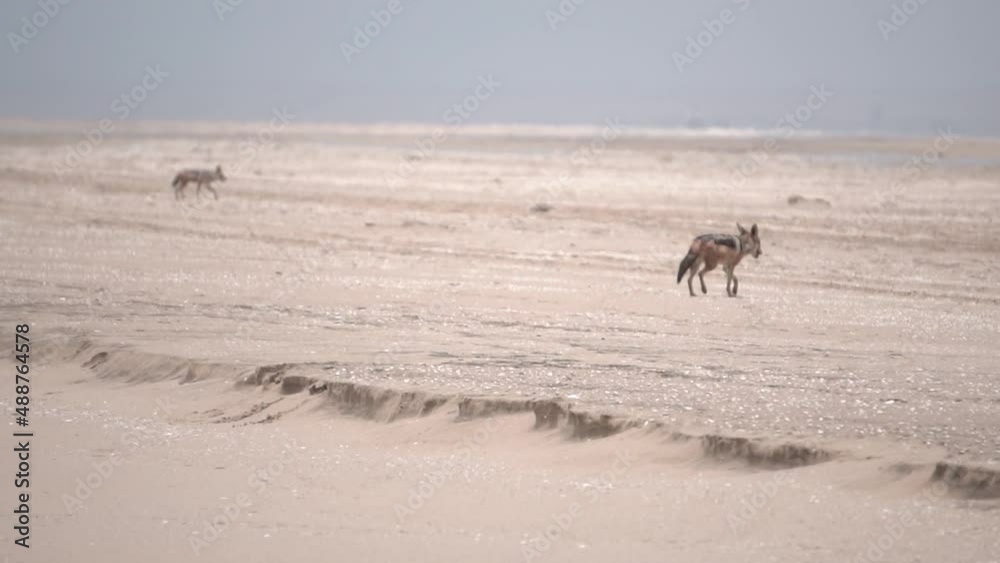 jackal running on sand slow motion jackal running on sand slow motion