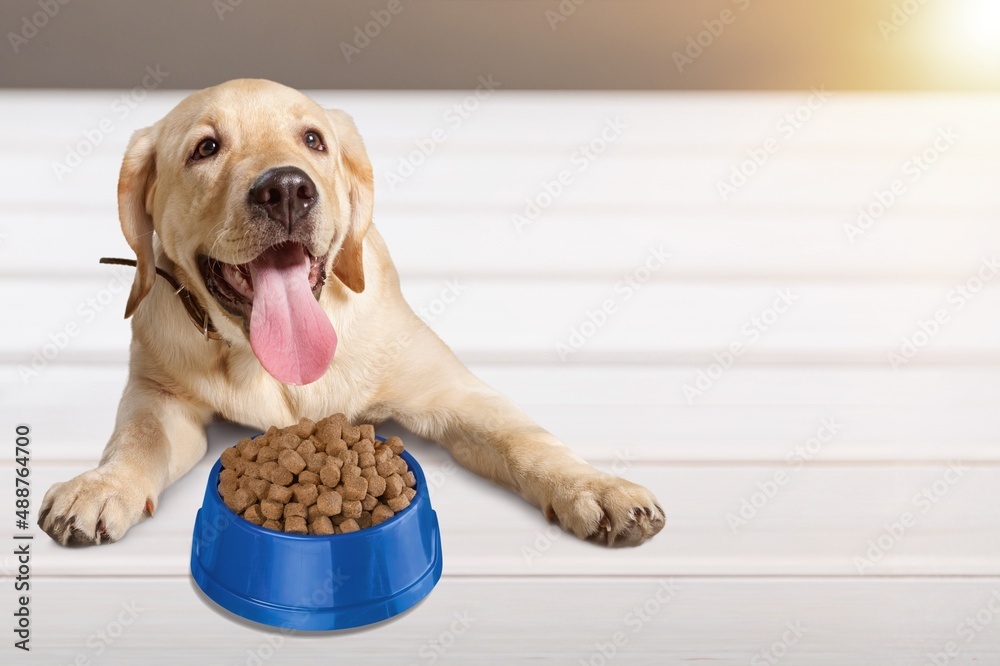 Dog with bowl full of food. Dry pet food concept. Dog with bowl full of food. Dry pet food concept.