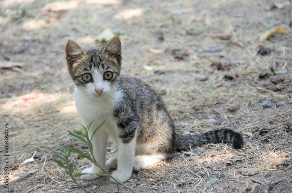 small street playful kitten grey white, minimalism small street playful kitten grey white, minimalism