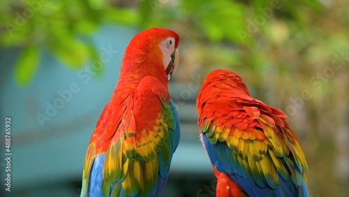Wild nature, bird