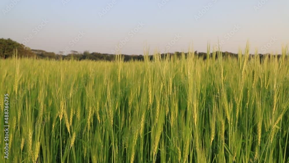 Green Wheat plantation. blooming Green wheat swings in the wind afternoon Sunlight. Green Wheat plantation. blooming Green wheat swings in the wind afternoon Sunlight.