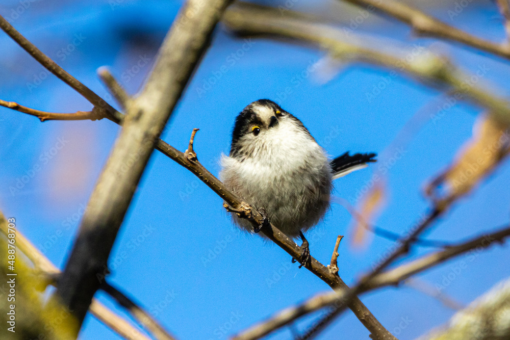 Long-tailed Tit perched on a tree branch Long-tailed Tit perched on a tree branch
