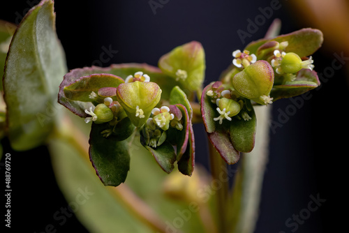 Hyssop Spurge Plant photo