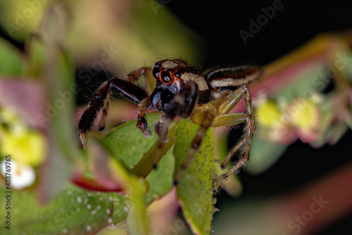 Male Adult Jumping Spider photo