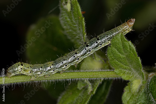 small moth larva photo