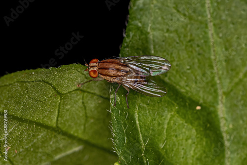 Adult Lauxaniid Fly photo