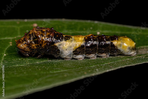New World Giant Swallowtail Caterpillar photo