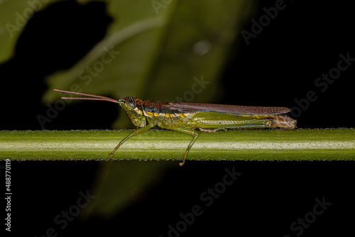 Adult Spurthroat Toothpick Grasshopper photo
